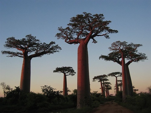 arboles madagascar