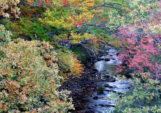 hayedo-montejo-teresa-guevara