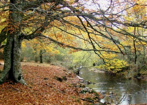 El hayedo de Montejo hayedo.de.montejo1