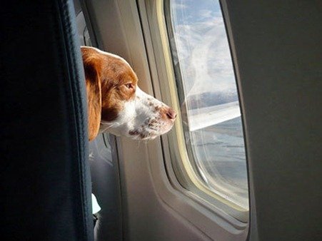 viajar con nuestras mascotas en avion