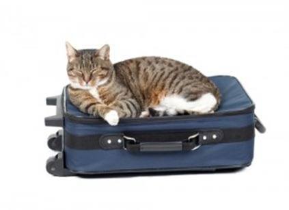 viajar con nuestras mascotas