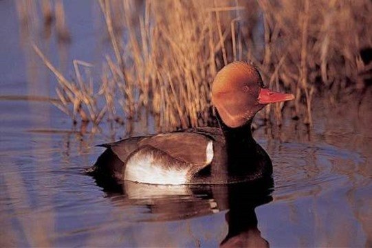 fauna lagunas Ruidera