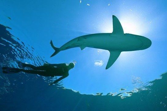 nadar-tiburones